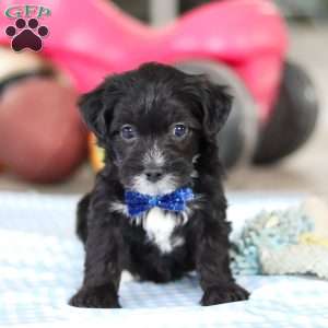 Asher, Yorkie Poo Puppy