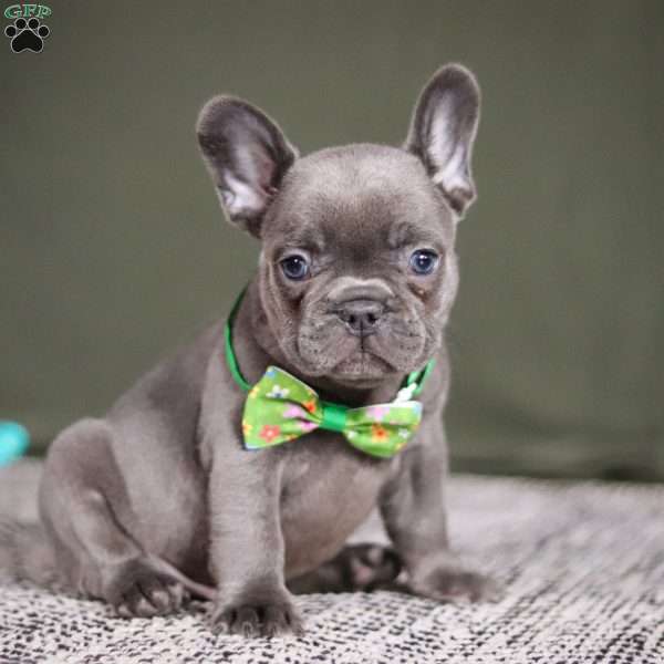 Asher, French Bulldog Puppy