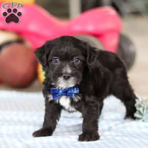 Asher, Yorkie Poo Puppy