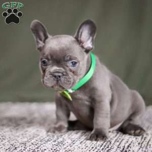 Asher, French Bulldog Puppy