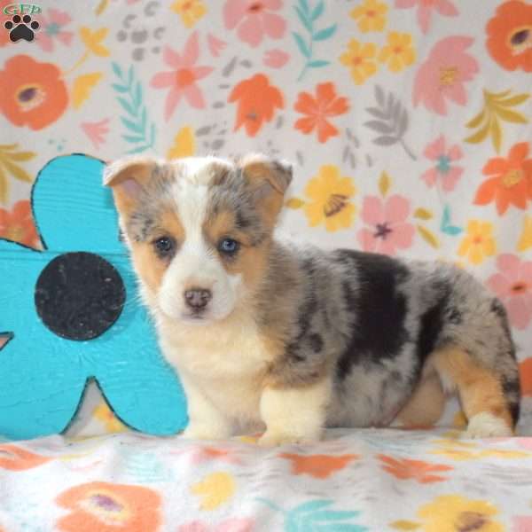 Asher, Pembroke Welsh Corgi Puppy