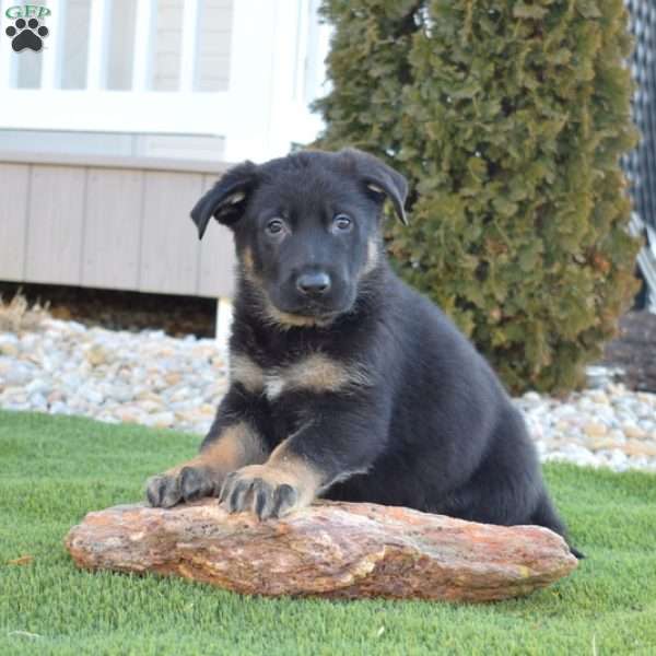 Asher, German Shepherd Puppy