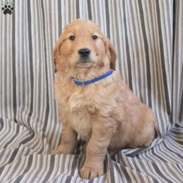 Asher, Golden Retriever Puppy