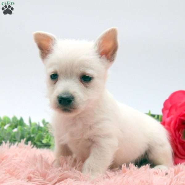 Asher, West Highland Terrier Puppy