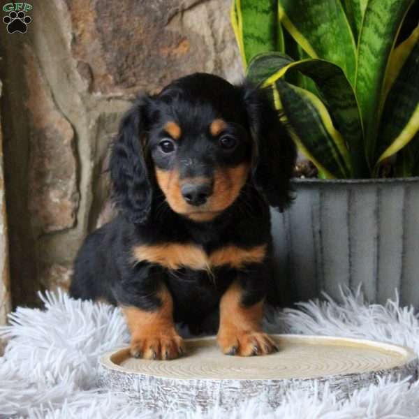 Asher, Dachshund Puppy