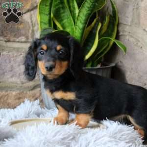 Asher, Dachshund Puppy