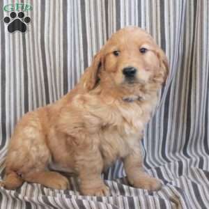 Asher, Golden Retriever Puppy