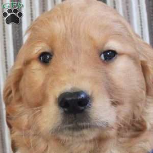 Asher, Golden Retriever Puppy