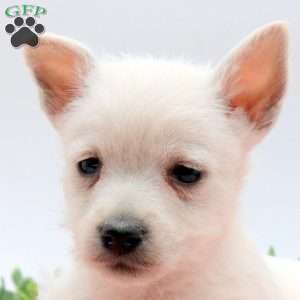 Asher, West Highland Terrier Puppy