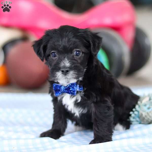 Asher, Yorkie Poo Puppy