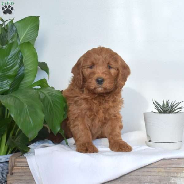 Ashley, Mini Goldendoodle Puppy