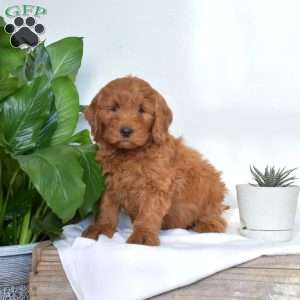 Ashley, Mini Goldendoodle Puppy