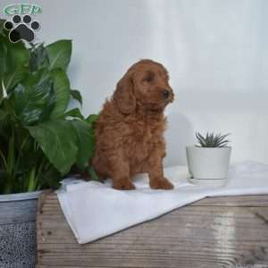 Ashley, Mini Goldendoodle Puppy