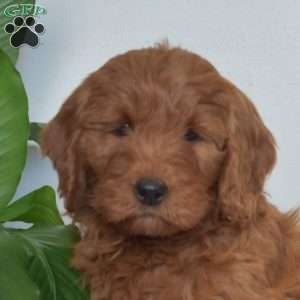 Ashley, Mini Goldendoodle Puppy