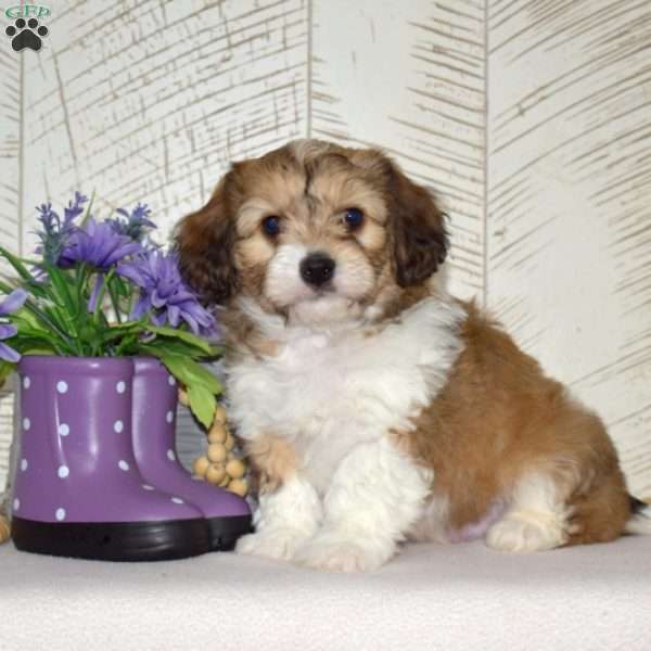 Aspen, Cavachon Puppy