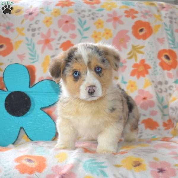 Aspen, Pembroke Welsh Corgi Puppy