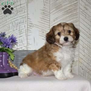 Aspen, Cavachon Puppy