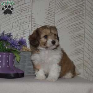 Aspen, Cavachon Puppy