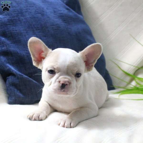 Astrid, French Bulldog Puppy