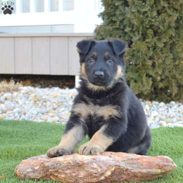 Atlas, German Shepherd Puppy