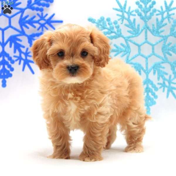 Audrey, Miniature Poodle Mix Puppy