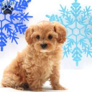 Audrey, Miniature Poodle Mix Puppy