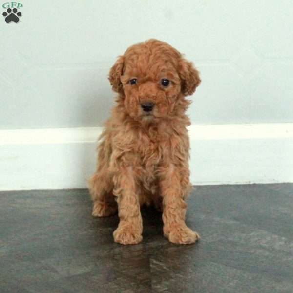 Aurora, Miniature Poodle Puppy