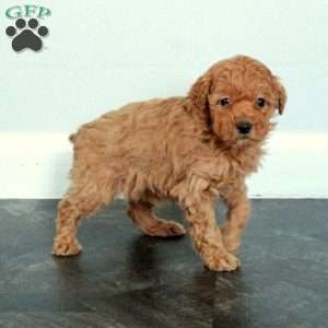 Aurora, Miniature Poodle Puppy