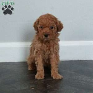 Aurora, Miniature Poodle Puppy