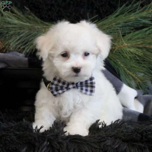 Austin, Bichon Frise Puppy