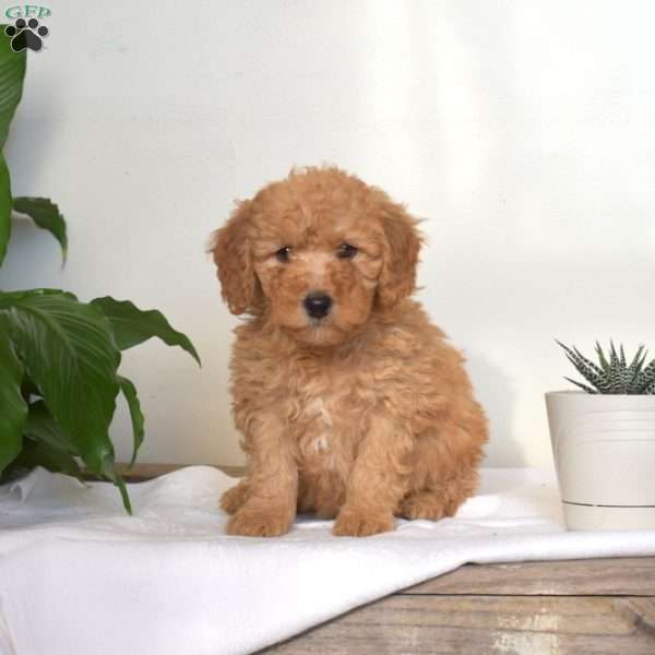 Austin, Mini Goldendoodle Puppy