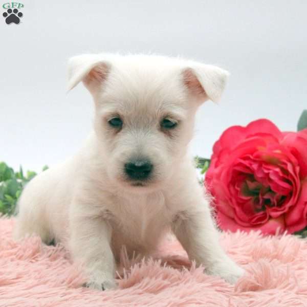 Austin, West Highland Terrier Puppy