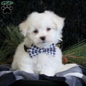 Austin, Bichon Frise Puppy