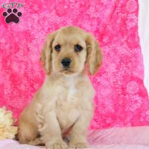 Austin, Cocker Spaniel Puppy