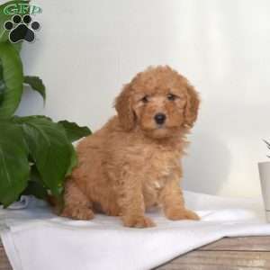 Austin, Mini Goldendoodle Puppy