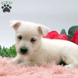 Austin, West Highland Terrier Puppy