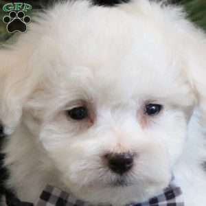 Austin, Bichon Frise Puppy