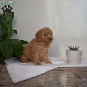 Austin, Mini Goldendoodle Puppy