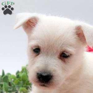 Austin, West Highland Terrier Puppy