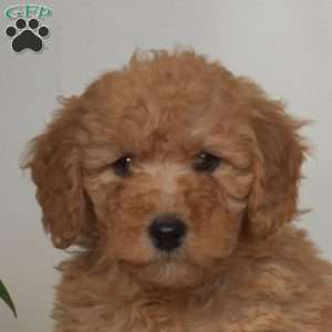 Austin, Mini Goldendoodle Puppy