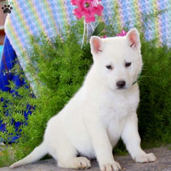 Austin, German Shepherd Mix Puppy