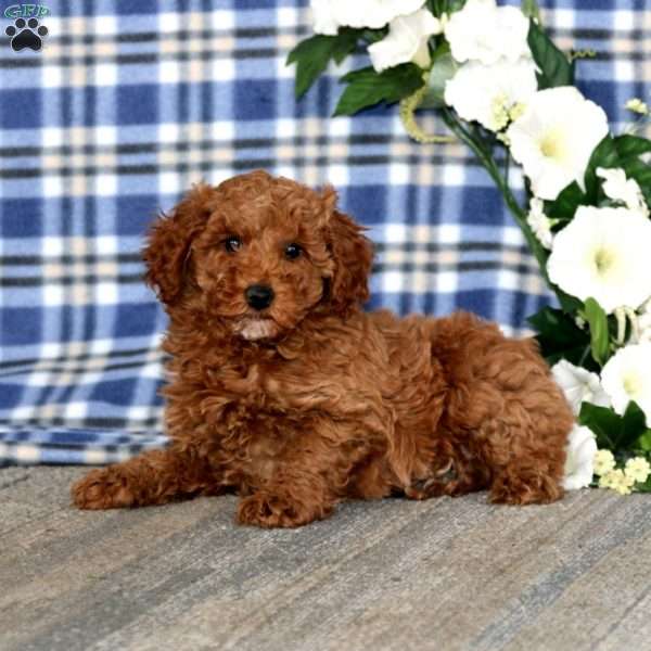 Austin, Miniature Poodle Puppy