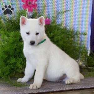 Austin, German Shepherd Mix Puppy