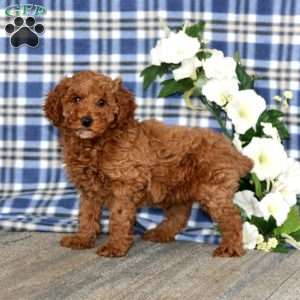 Austin, Miniature Poodle Puppy