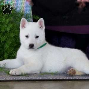 Austin, German Shepherd Mix Puppy