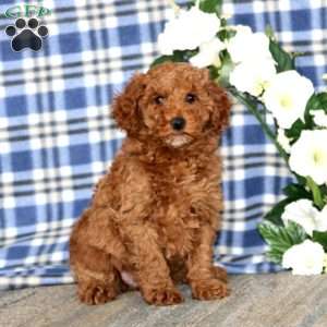 Austin, Miniature Poodle Puppy