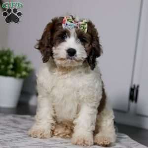 Ava, Cockapoo Puppy