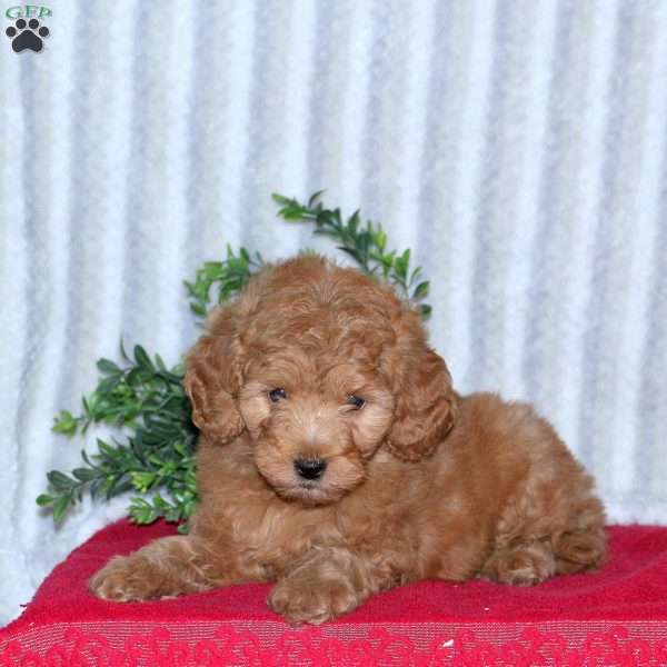 Ava, Mini Goldendoodle Puppy