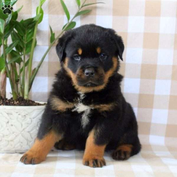 Ava, Rottweiler Puppy