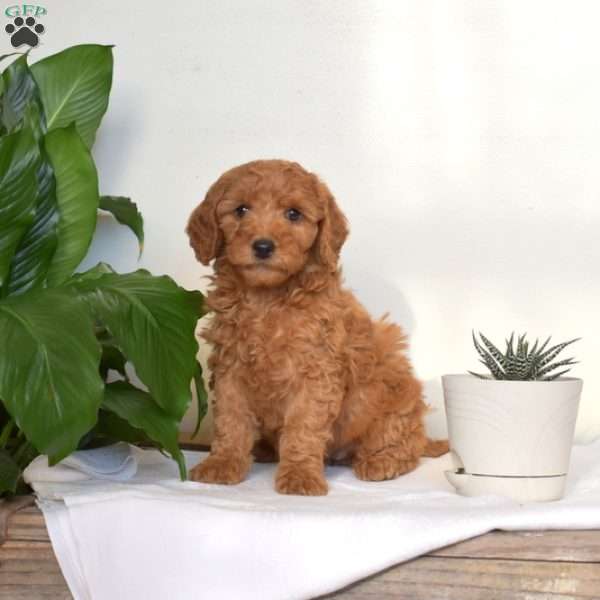 Ava, Mini Goldendoodle Puppy